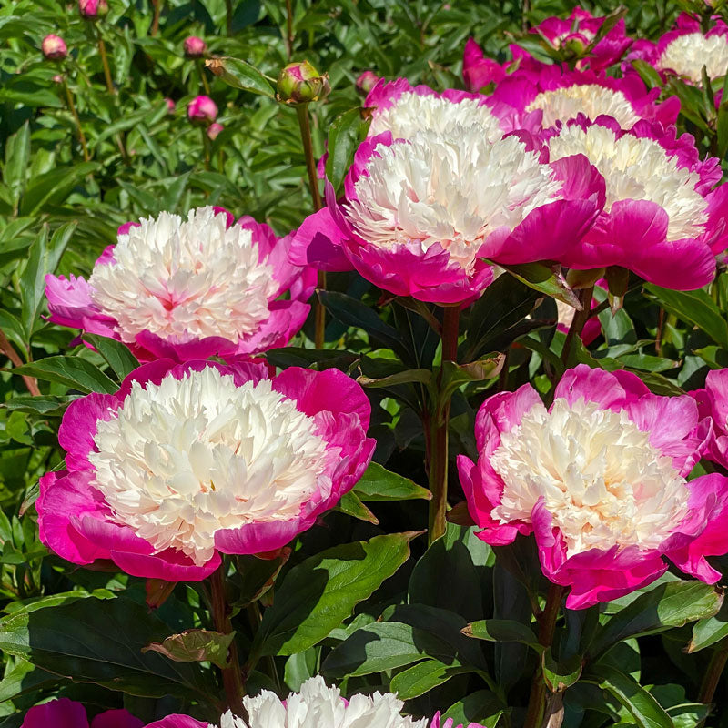 White Cap Peony with large magenta petals that hug a fluffy white center. 