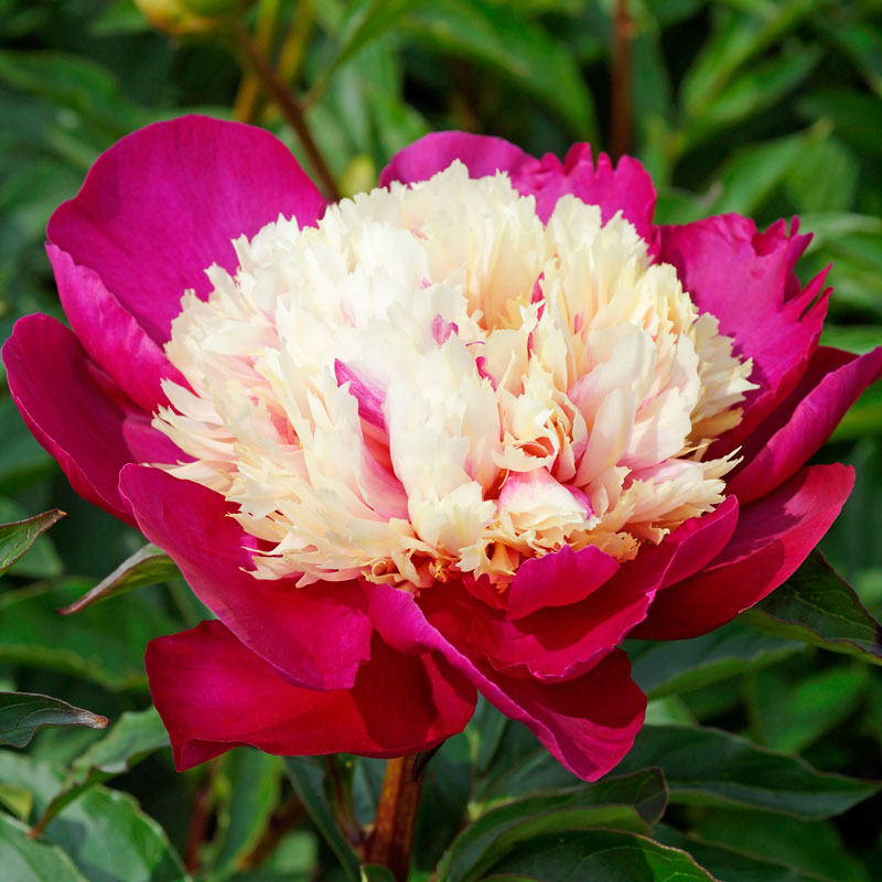 Close-up of a large romantic White Cap Peony bloom with magenta petals hugging a white center. 