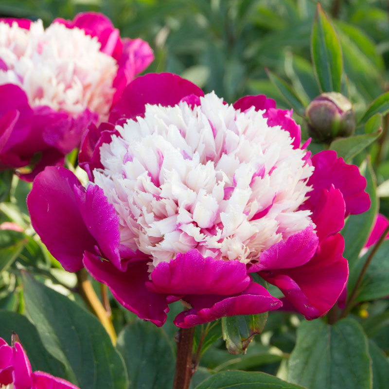 Close-up of large White Cap Peony blooms. 