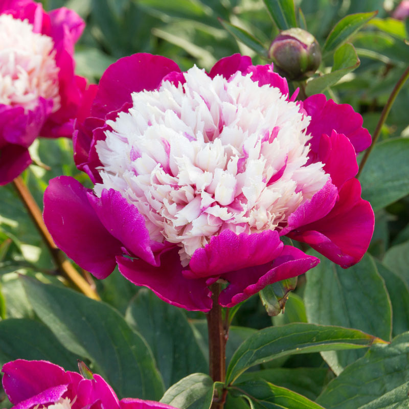 Close-up of a White Cap Peony bloom with large magenta petals hugging a creamy white center. 