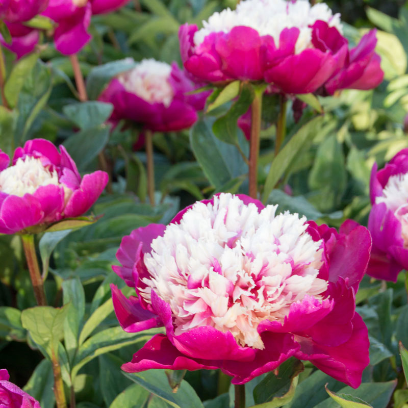 White Cap Peony with large romantic blooms towering over handsome green foliage.