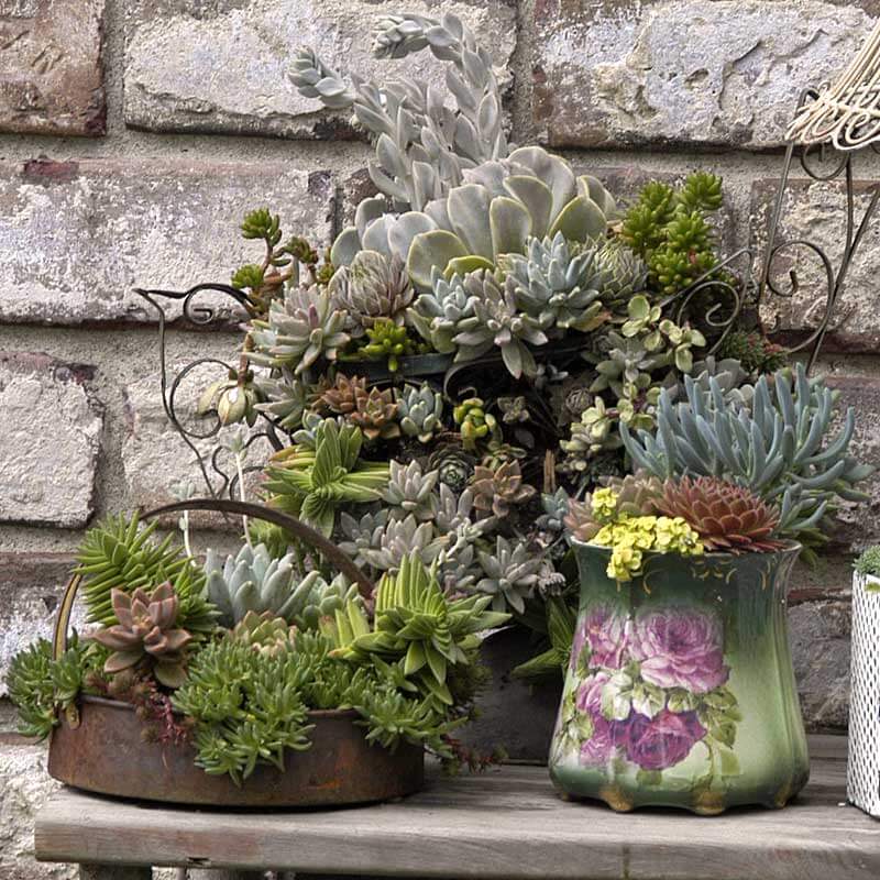 Trois pots contenant diverses plantes succulentes, dont la plante ficoïde rubis « Jewel of Desert ». 
