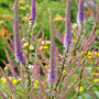 Gros plan sur les épis floraux rose-violet de la racine de Culver 'Fascination'. 