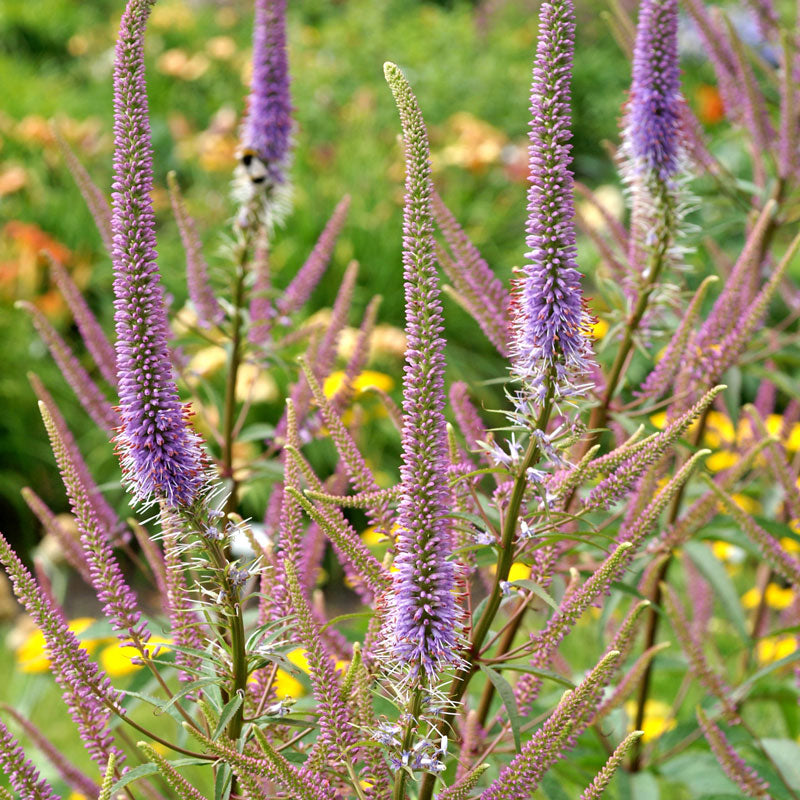 Gros plan sur les épis floraux rose-violet de la racine de Culver 'Fascination'. 