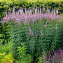 La racine de Culver, une plante fascinante, avec ses épis floraux lilas flottant au-dessus d'un feuillage vert. 
