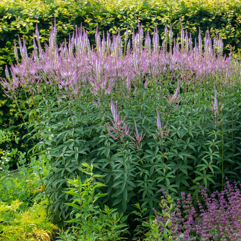 La racine de Culver, une plante fascinante, avec ses épis floraux lilas flottant au-dessus d'un feuillage vert. 
