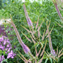 Gros plan sur les épis floraux lilas de la racine de Culver Fascination. 