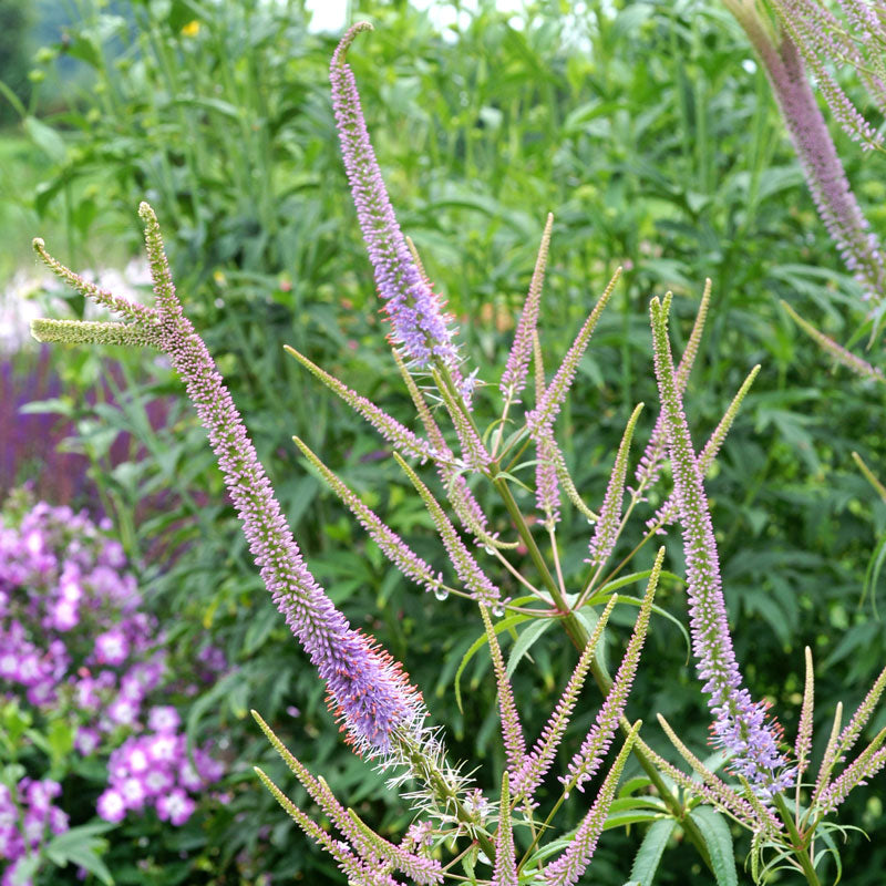 Gros plan sur les épis floraux lilas de la racine de Culver Fascination. 