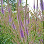 Gros plan sur les épis floraux rose-violet de la racine de Culver 'Fascination'. 