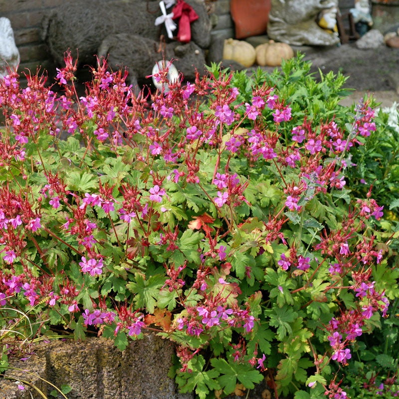 Géranium vivace de variété Bevan, à fleurs roses et feuillage vert, planté dans un jardin. 