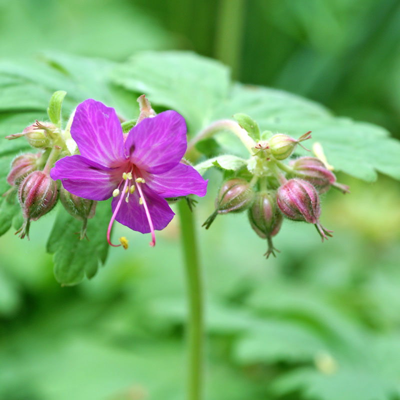 Gros plan sur une fleur violette d'un géranium vivace de variété Bevan. 