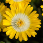 Close-up of a bright yellow Jewel of Desert Peridot Ice Plant bloom. 