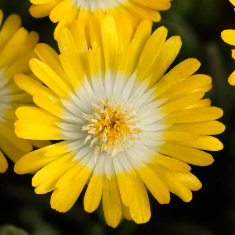 Close-up of a bright yellow Jewel of Desert Peridot Ice Plant bloom. 