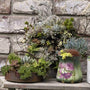 Three containers with a variety of succulents including Jewel of Desert Peridot Ice Plant. 