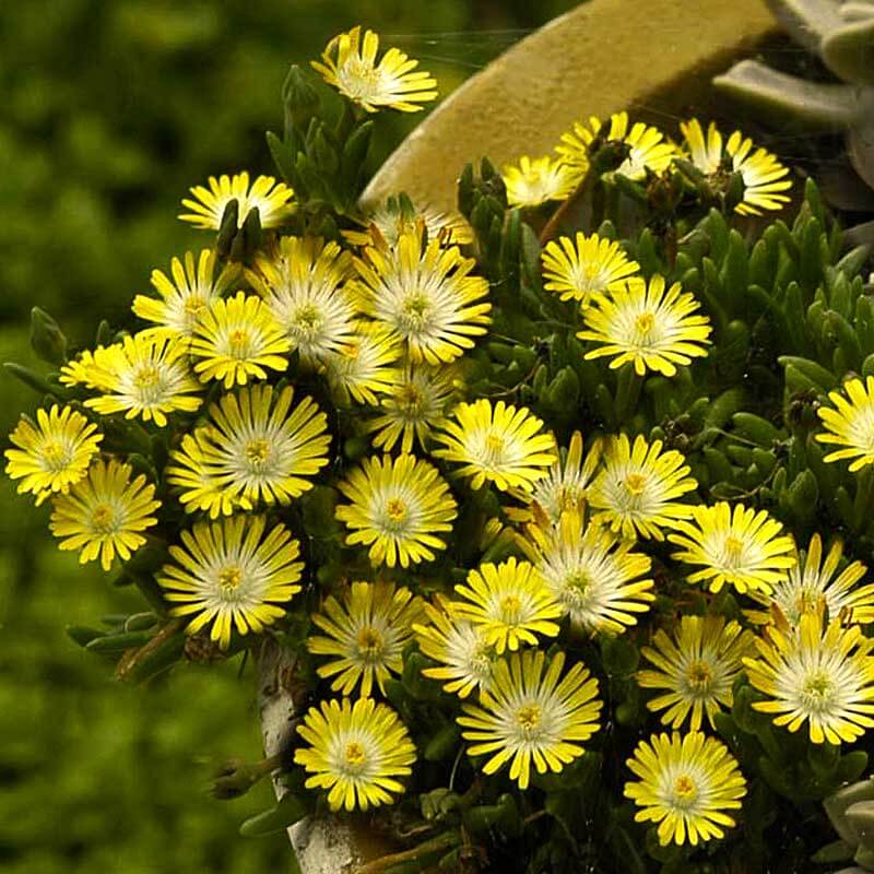 peridot passion succulent 'Jewel Of Desert Peridot' Ice Plant