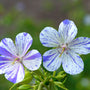Close-up of two white flowers with speckled splashes of indigo on Delft Blue Cranesbill. 