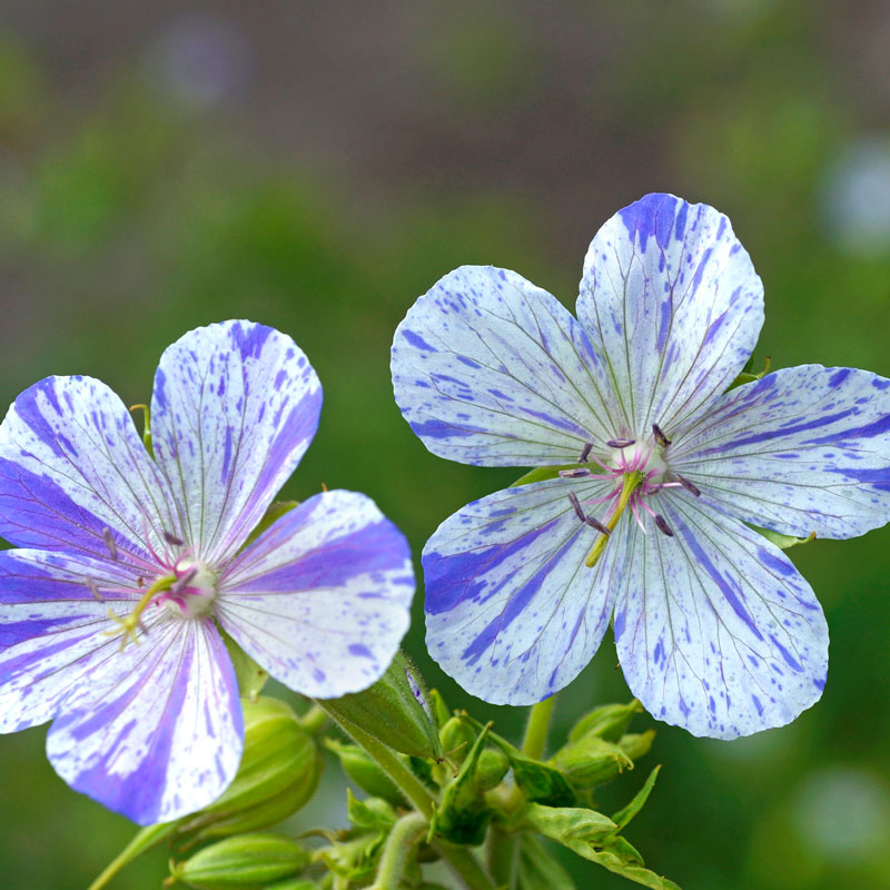 Close-up of two white flowers with speckled splashes of indigo on Delft Blue Cranesbill. 