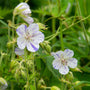 Delft Blue Cranesbill with white petals that are speckled with splashes of indigo blue. 