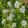 Delft Blue Cranesbill blooms floating above vibrant green foliage. 
