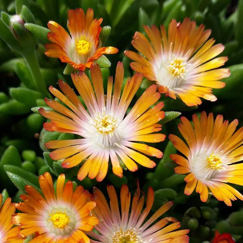 Gros plan sur les fleurs blanches et orange de la plante ficoïde topaze « Joyau du désert ». 