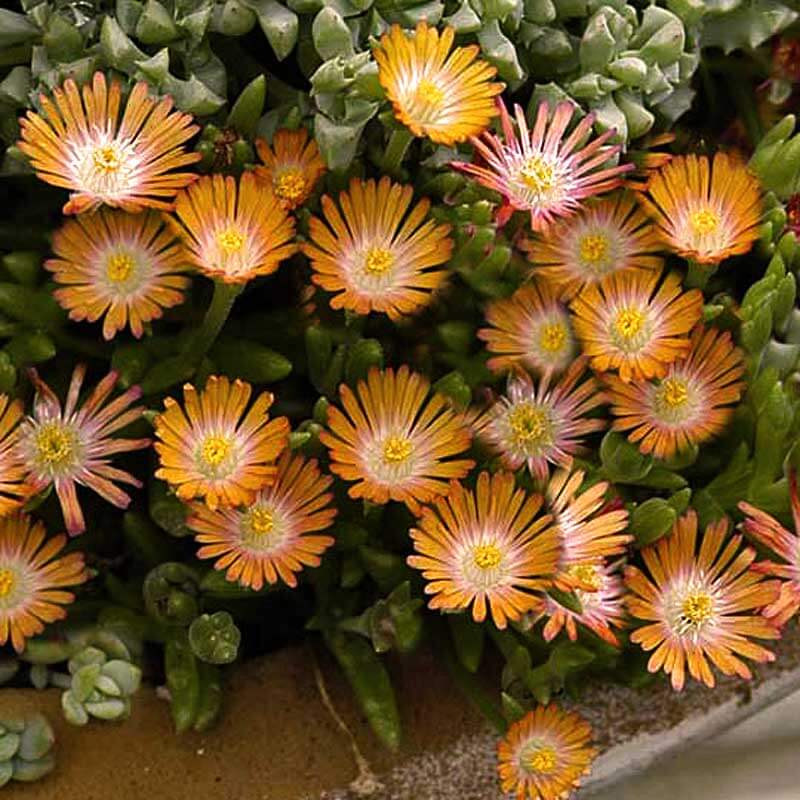 Plante ficoïde Topaze Joyau du Désert, à fleurs orange et blanches en pot.