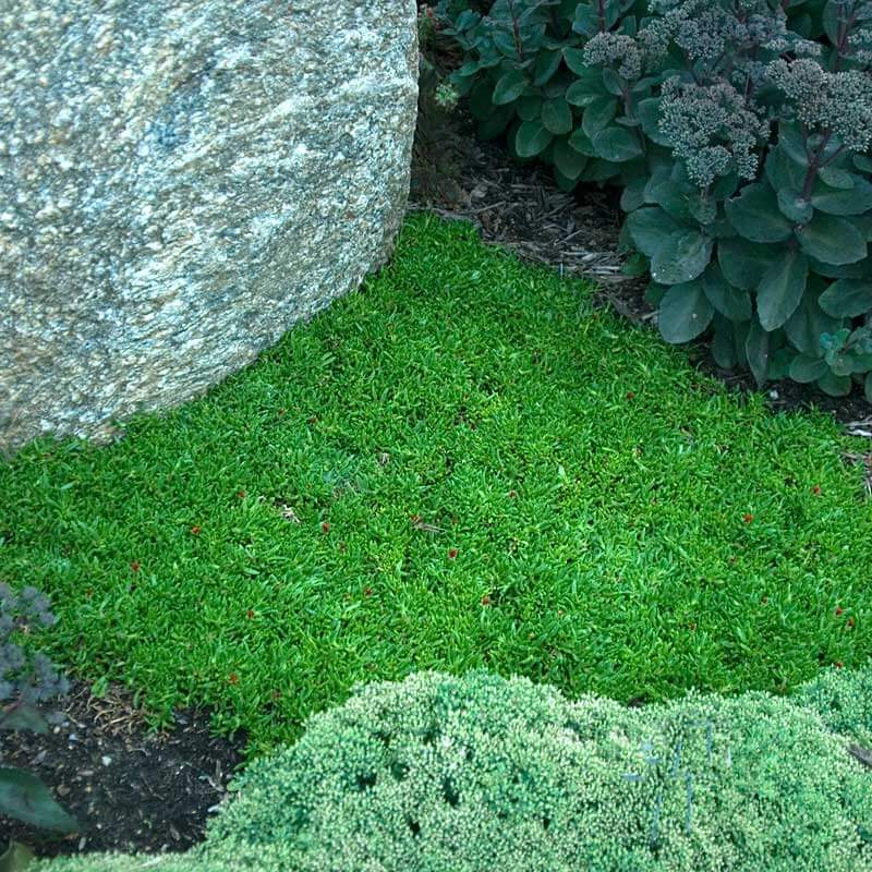 Un tapis de feuillage ressemblant à des bonbons gélifiés, composé de la plante ficoïde Topaze Joyau du Désert, dans un jardin.  