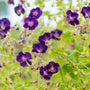 Close-up of the deep purple blooms of Raven Cranesbill. 