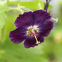 Close-up of a deep purple Raven Cranesbill bloom. 