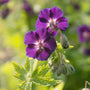 Close-up of two deep purple Raven Cranesbill blooms on a slender stem. 