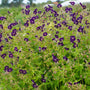 Lush green Raven Cranesbill foliage speckled with deep purple flowers. 