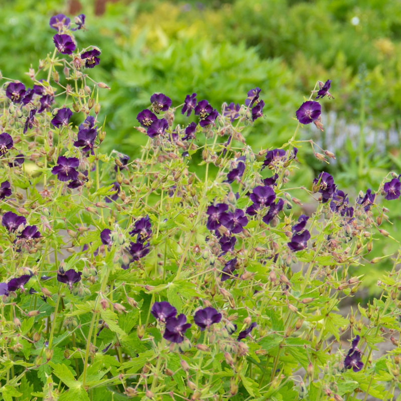 Raven Cranesbill with deep purple blooms and lush green foliage. 
