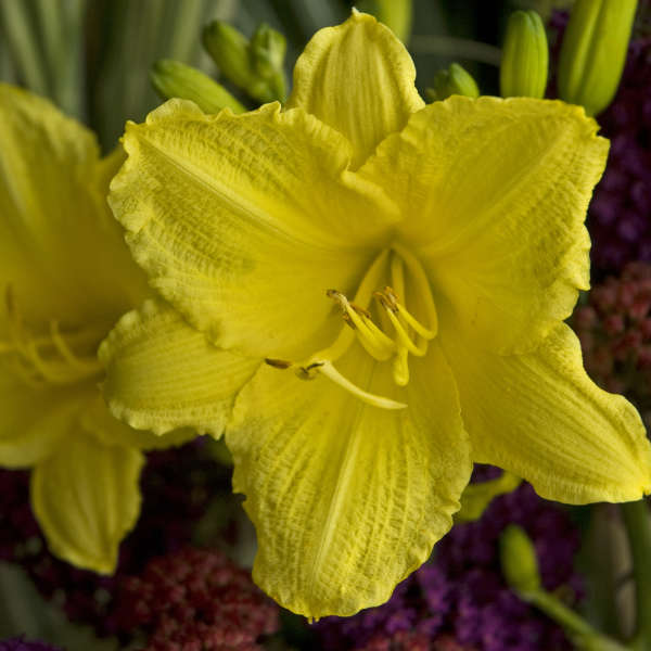 Close-up of a cheery yellow Happy Returns Daylily bloom. 