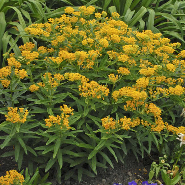 Hello Yellow Milkweed with cheery yellow clusters of flowers. 