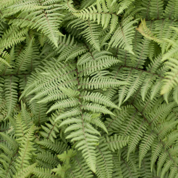 Close-up of Ghost Fern's silver-green fronds of frilly foliage with deep purple stems. 