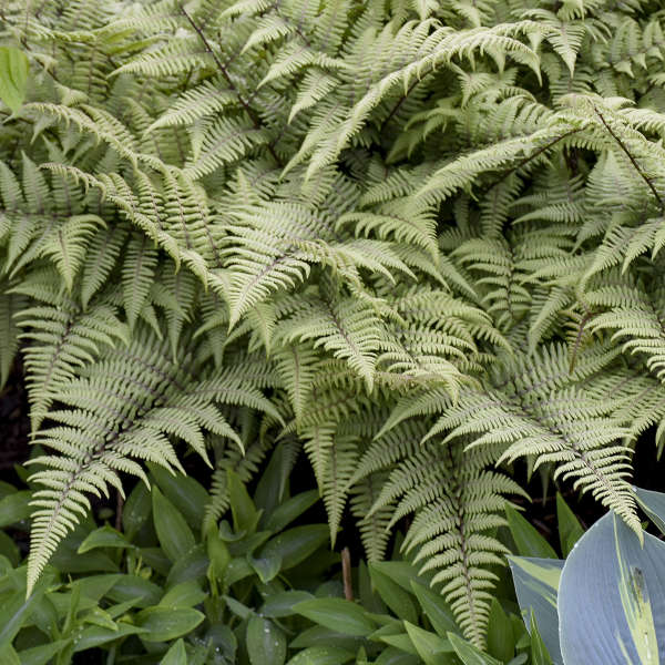 Ghost Fern with silvery fronds of foliage with purple stems. 