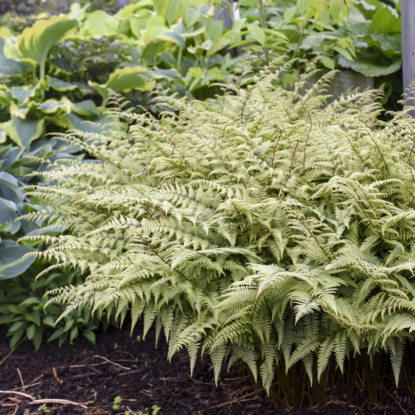 Ghost Fern with silver-green fronds of frilly foliage and purple stems in a garden. 