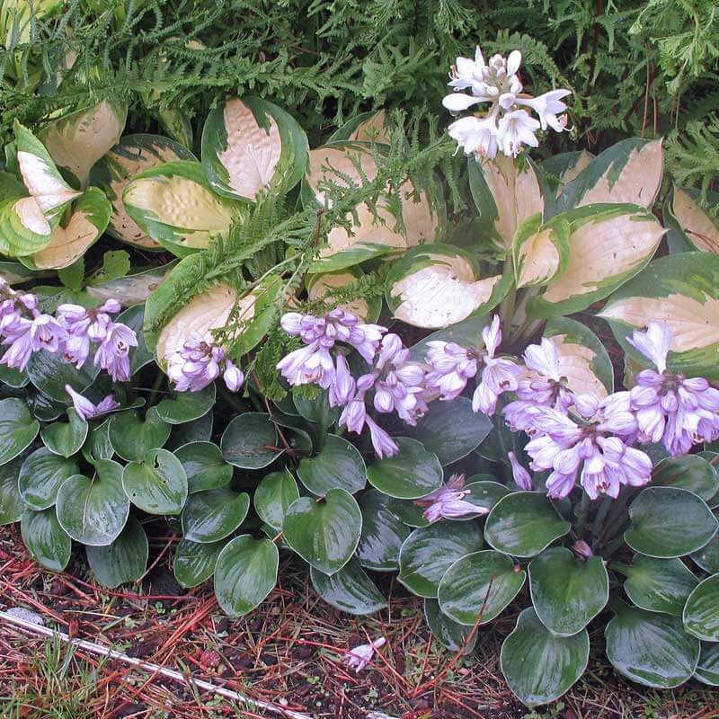 A row of blue Mouse Ears Hostas planted with other hostas. 