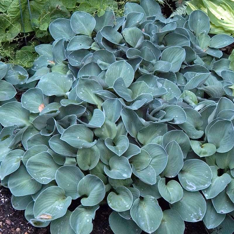 Blue Mouse Ears Hosta with blue-hued foliage dotted with dew drops. 