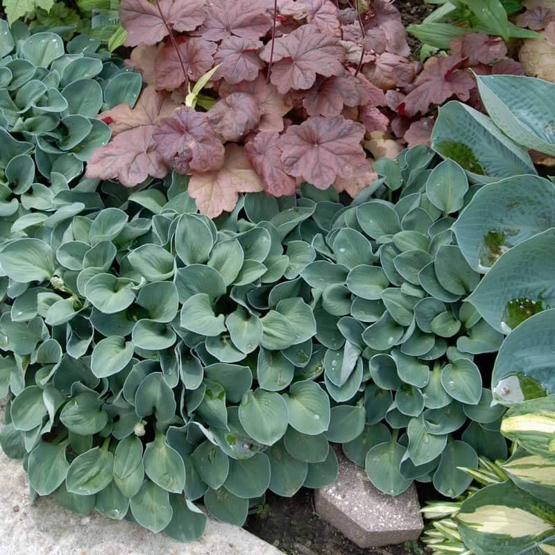 Blue Mouse Ears Hostas in a garden alongside coral bells and other hostas. 