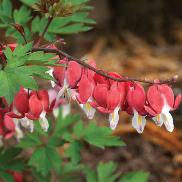 Le cœur-de-Marie Valentine® (Dicentra spectabilis 'Valentine') est parfait pour les jardins boisés.