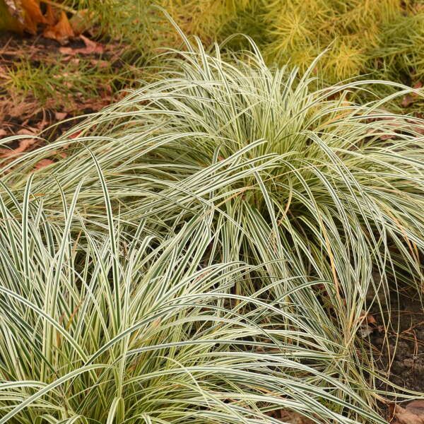 Great Garden Plants Feather Falls Sedge - Thumbnail 4