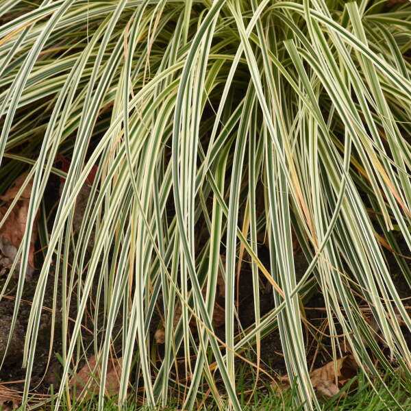 Great Garden Plants Feather Falls Sedge - Thumbnail 2