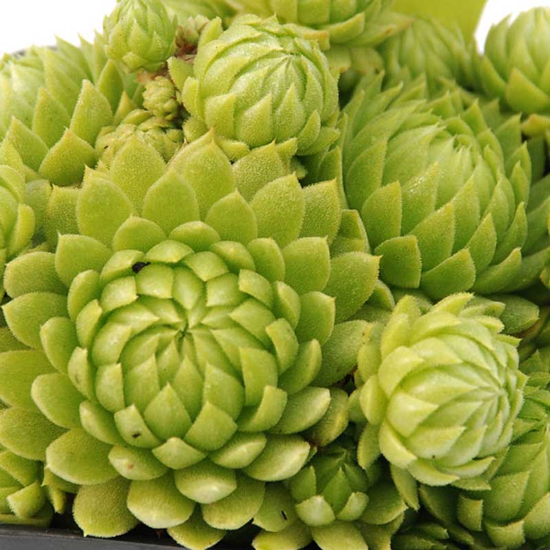 Close up of Allionii Hens & Chicks with its bright green foliage.