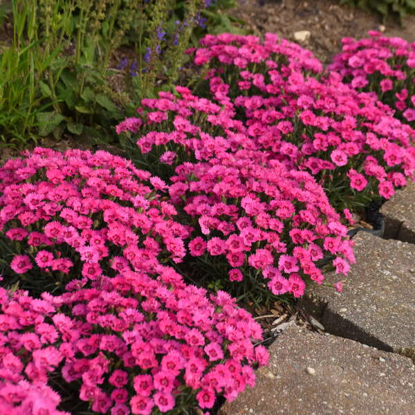 Paint the Town Fancy Dianthus with bright pink flowers in a garden. 