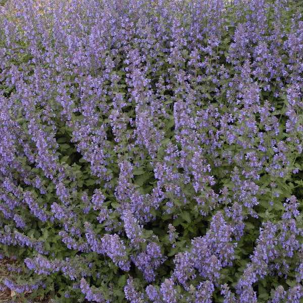 Nepeta Walker's Low will look great even in hot dry conditions