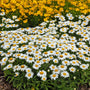 Snowcap Shasta Daisy with large white flowers in a garden with yellow flowers. 