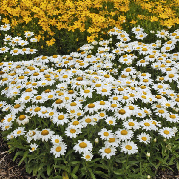Snowcap Shasta Daisy with large white flowers in a garden with yellow flowers. 