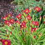 Pardon Me Daylily with red blooms towering over grass-like foliage. 