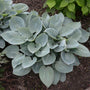 Sky blue teardrop-shaped Prairie Sky Hosta leaves in a garden. 