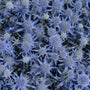 Close-up of spiky blue flowers on Blue Glitter Sea Holly. 